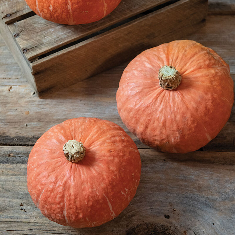 Marmalade - Semillas Orgánicas (F1) de Calabaza Kabocha