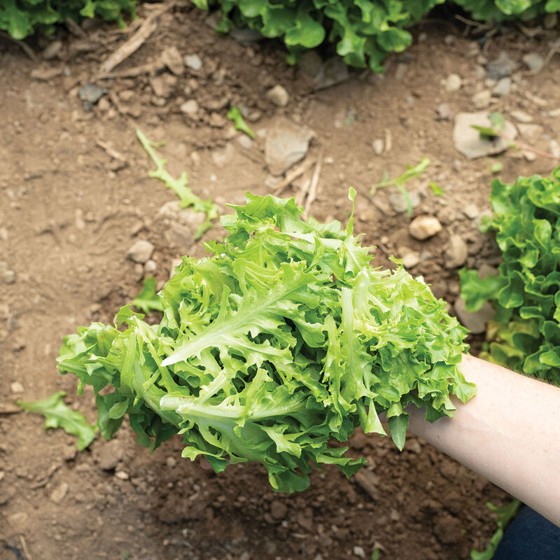 Hampton - Semillas Orgánicas de Lechuga Roble Peletizada