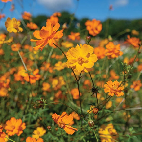 Bright Lights - Semillas de Flor Cosmos Comestible