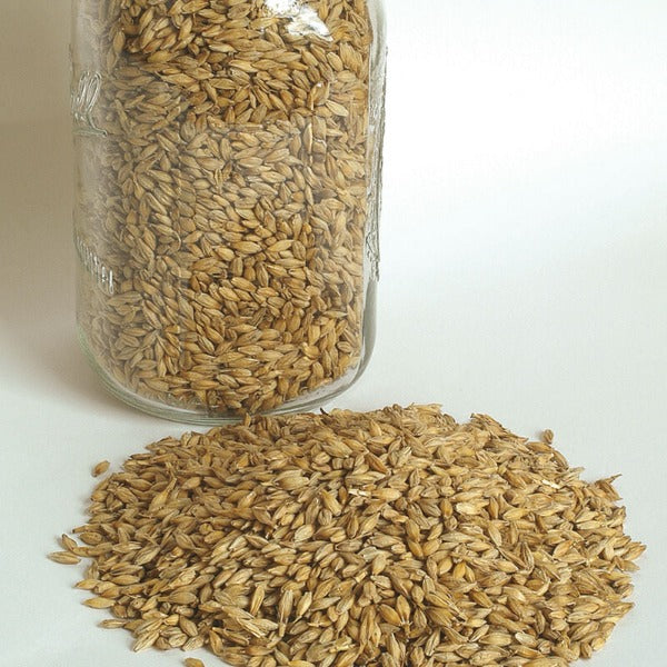 Barley (Quest) - Semilla de Cebada Orgánica para Abono Verde