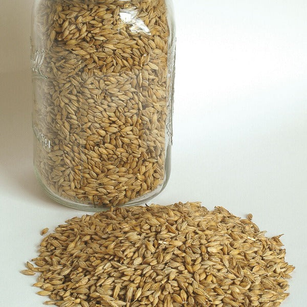 Barley (Robust) - Semillas Orgánicas de Cebada para Abono Verde