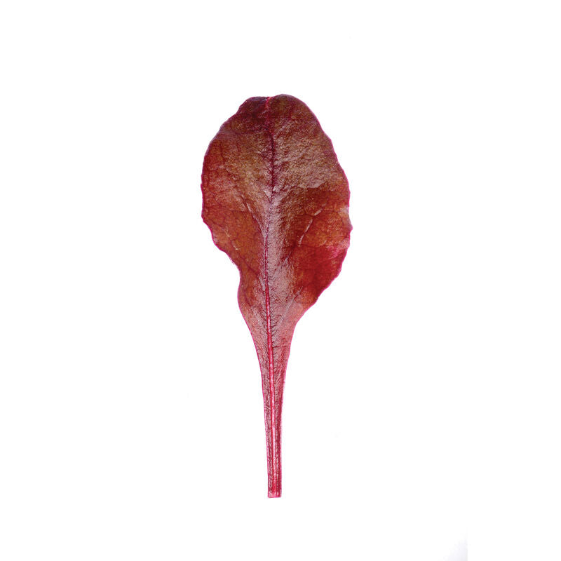 Bull's Blood - Semilla Orgánica de Hojas de Remolacha