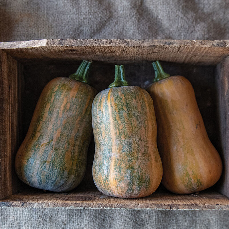 Honeynut - Semillas Orgánicas de Calabaza Butternut