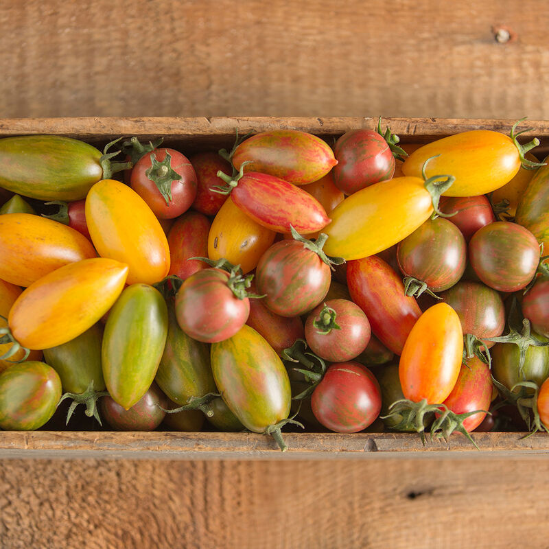Artisan Tomato Collection - Semilla de Tomate Orgánico