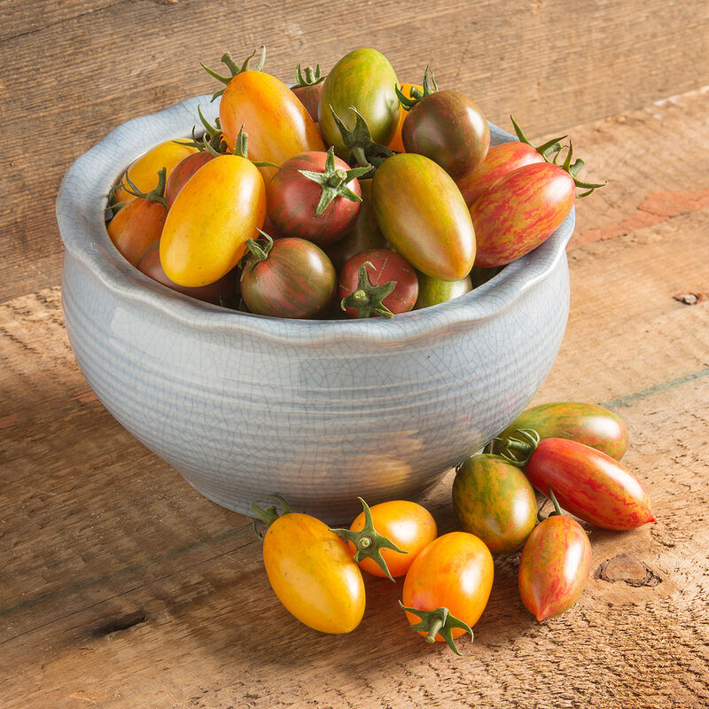 Artisan Tomato Collection - Semilla de Tomate Orgánico
