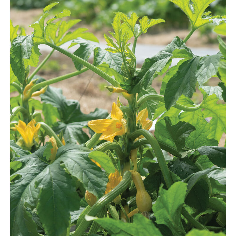 Goldfinch - Semilla Orgánica (F1) de Calabaza Amarilla de Verano