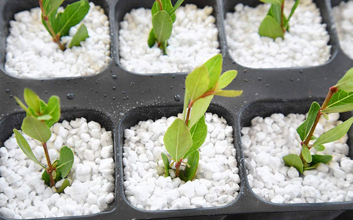 Sustrato Hortiperl Perlita Mexico Hidroponia