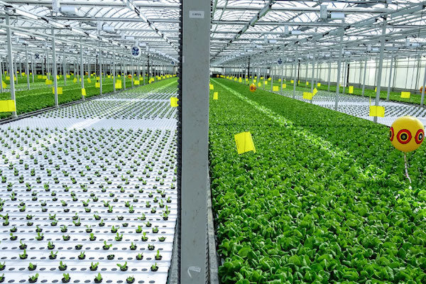 Placas de Unicel para Lechugas en Raiz Flotante