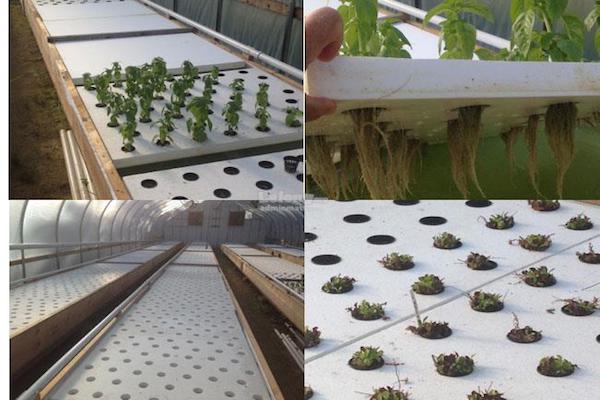 Hidroponia Raiz Flotante