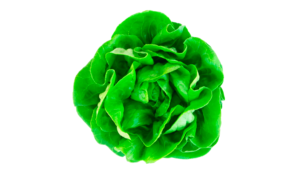 Semillas de Hortalizas