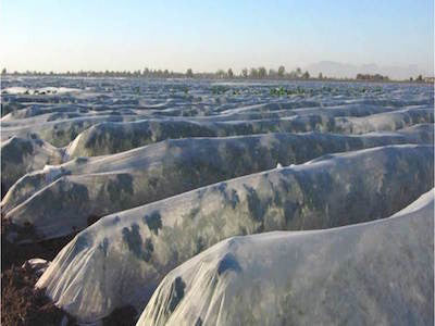 Agrovelo tela anti helada