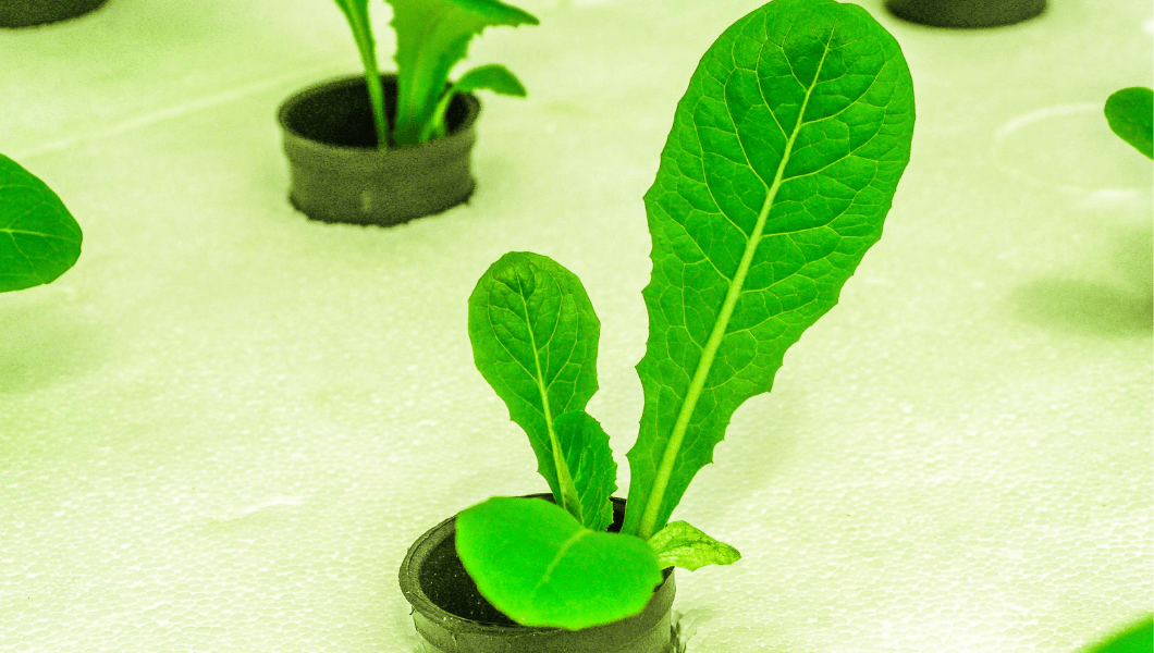 Señales de que sus Plantas están Luchando con una CE Incorrecta