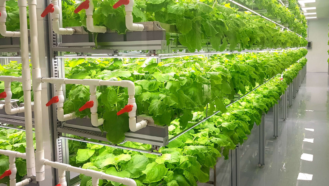 Cultivo Espacial: El Futuro de los Alimentos con la NASA
