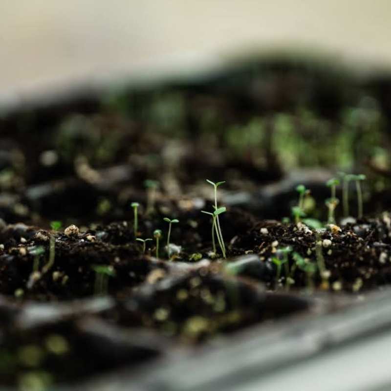 ¿Que Charola de Germinacion es la que mas me Conviene?