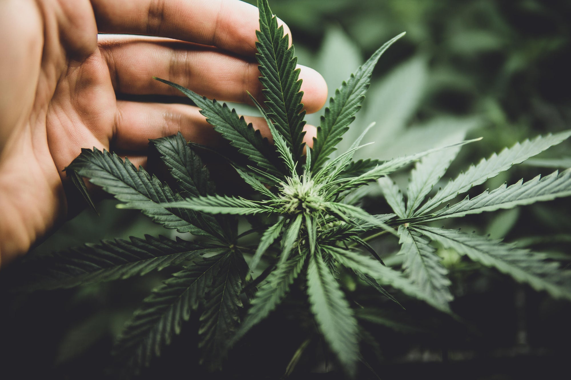 Cómo Cannasouth Lidera el Camino en la Industria Emergente del Cannabis Medicinal de Nueva Zelanda