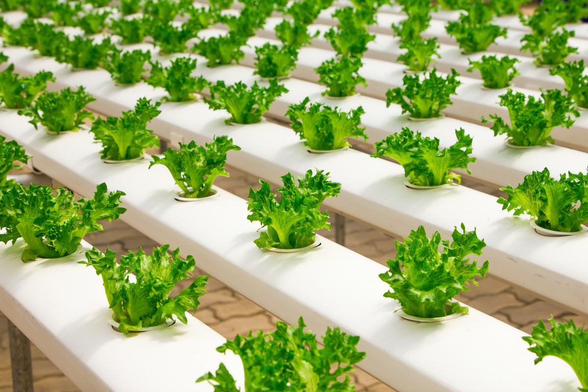 7 Claves para el Éxito en Cultivo Hidropónico