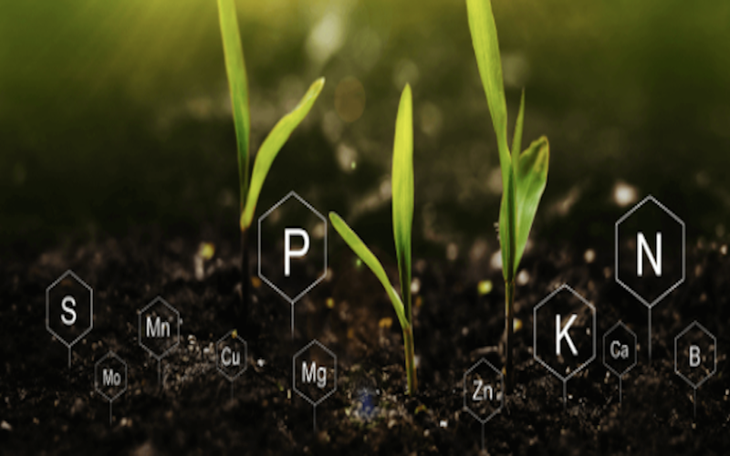 Cómo Identificar la Deficiencia de Fósforo en las Plantas