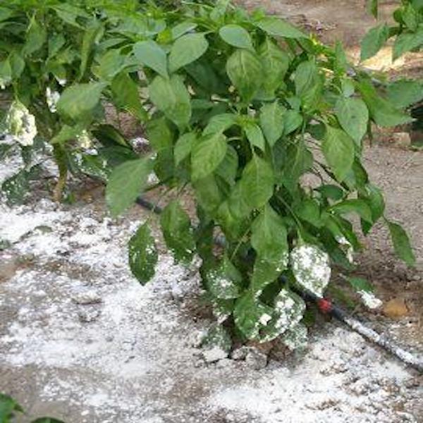 Tierra de Diatomeas- Insecticida y Fertilizante Organico