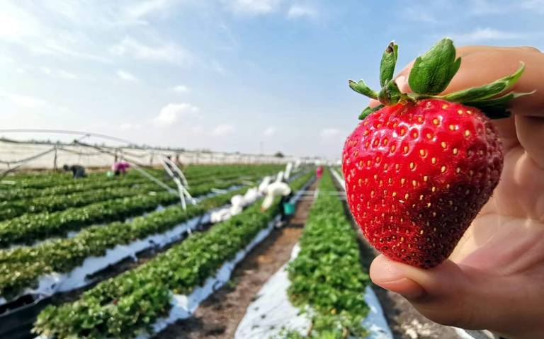 Fresas: Un Cultivo Delicioso y Lucrativo
