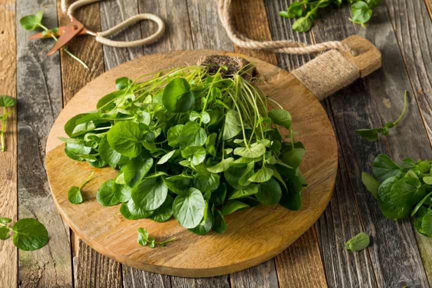 ¿Qué verdura se considera el mejor super alimento?