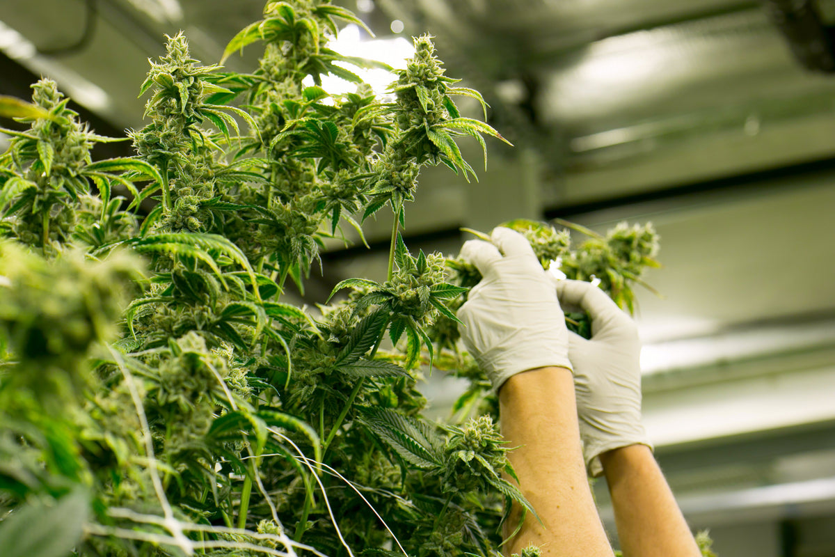 Ryan the Grower: Estudio del Caso del Controlador de pH