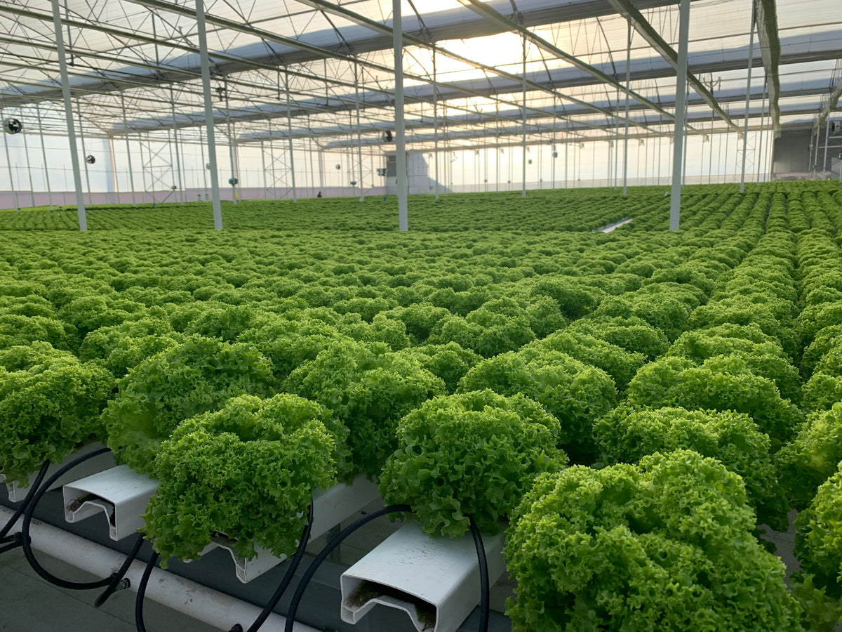 Sistema Hidroponico NFT Deslizante (MGS)