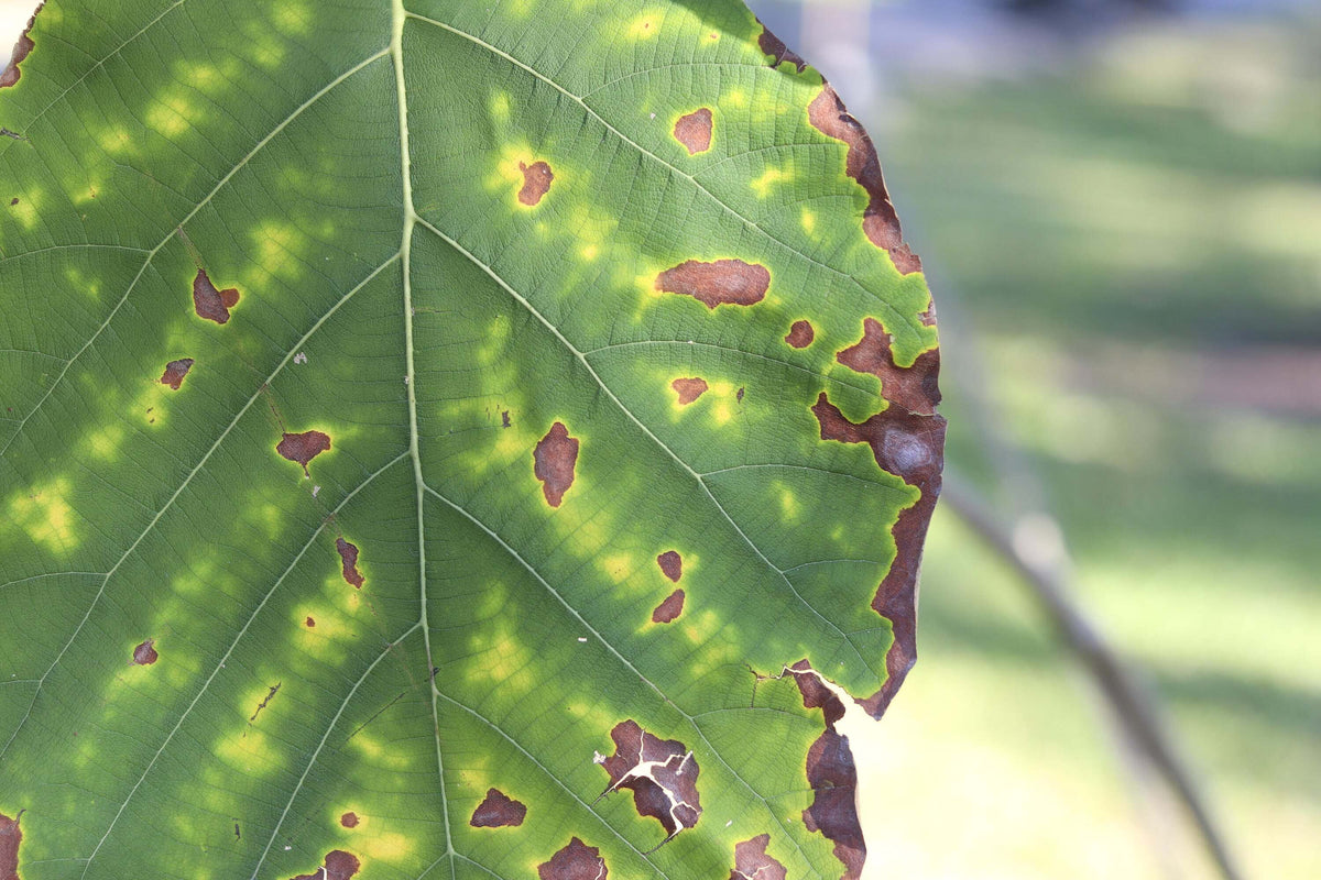 Cómo Reconocer la Deficiencia de Potasio en Plantas.