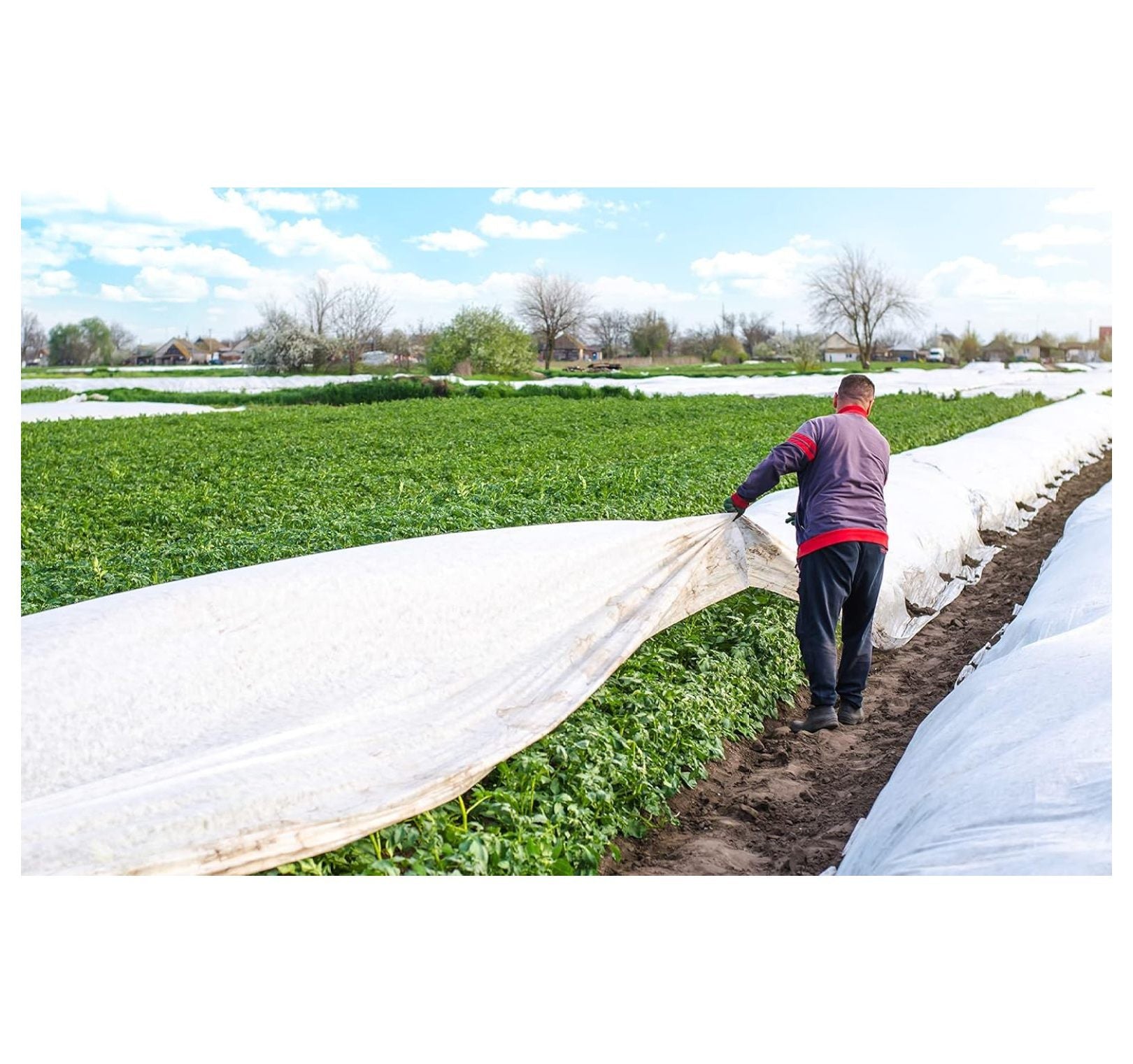 Proteccion de Cultivos contra Heladas: Agribon o Manta Termica