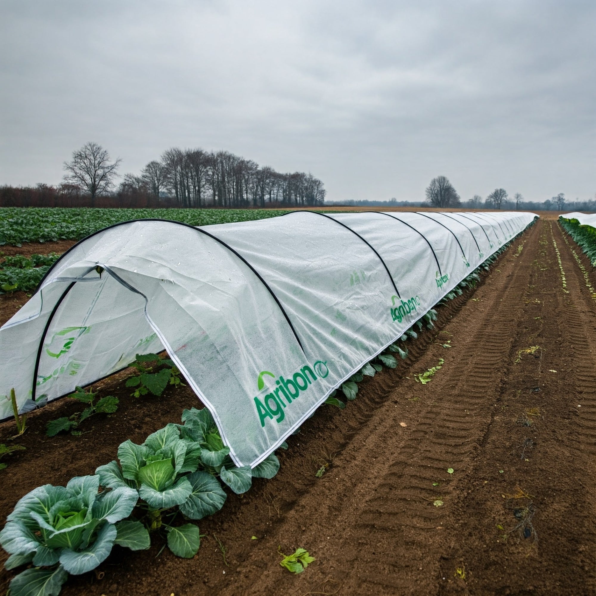 Agribon sobre Brocoli