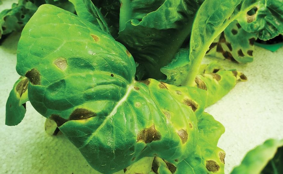 Cómo Reconocer y Corregir el Exceso de Nutrientes