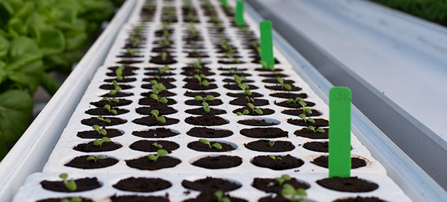 Inicio de Cultivo de Plántulas Hidropónicas Saludables
