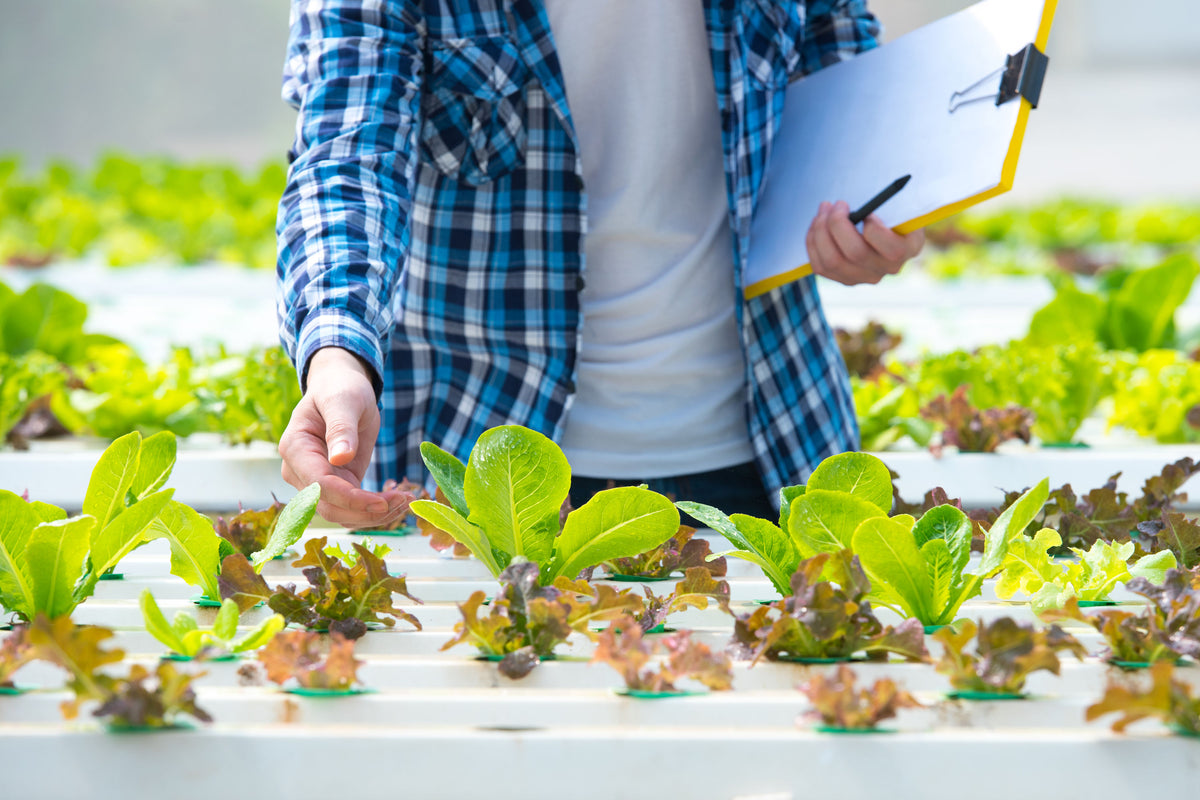 Preguntas sobre Horticultura Protegida y Seguridad Alimentaria