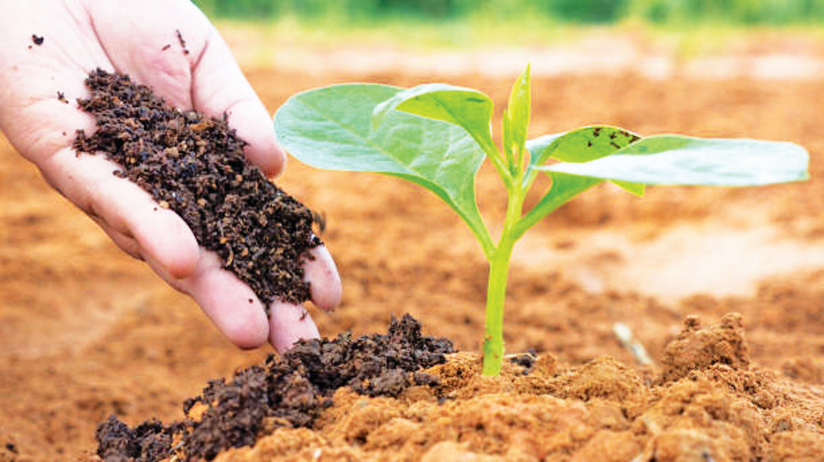 CATALOGO ORGANICOS