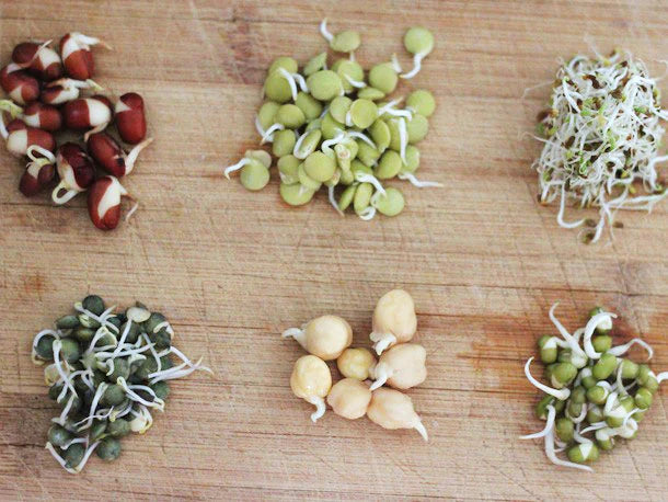 Semillas para Germinados Organicos