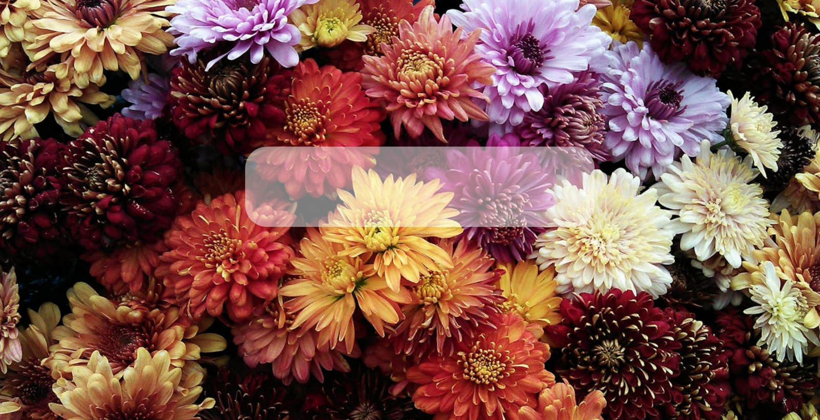 Semillas de Flores Orgánicas