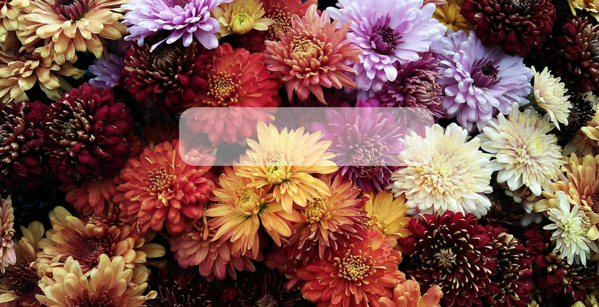 Semillas de Flores Orgánicas