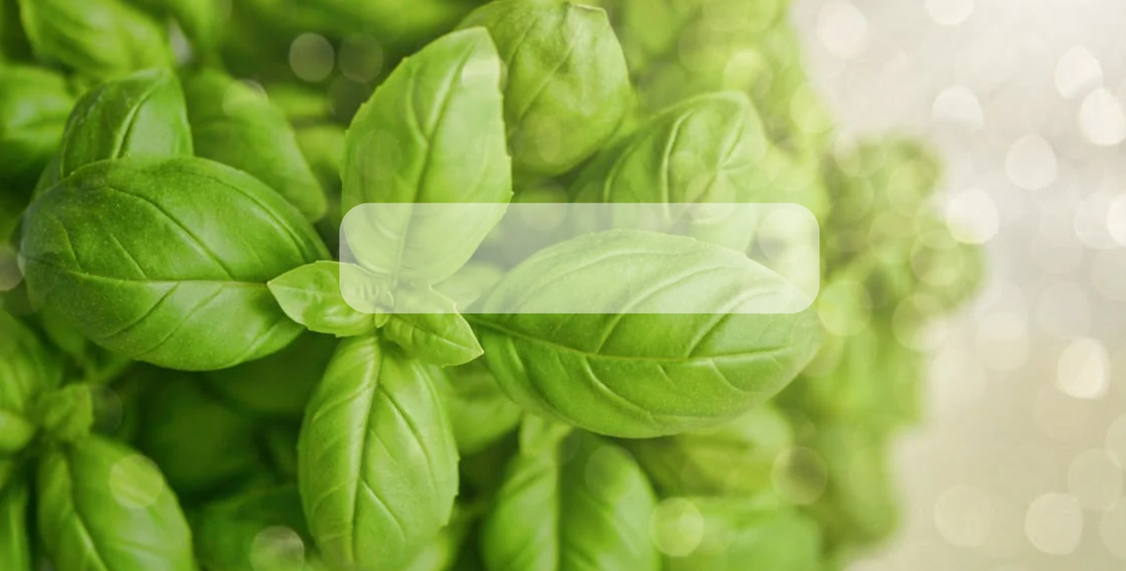 Semillas de Hierbas Organicas