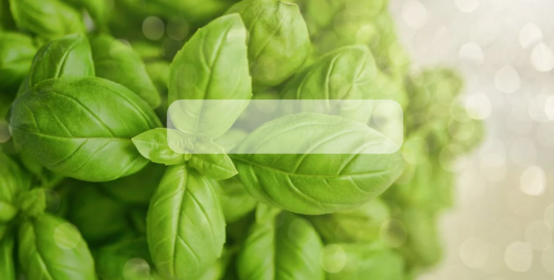 Semillas de Hierbas Organicas