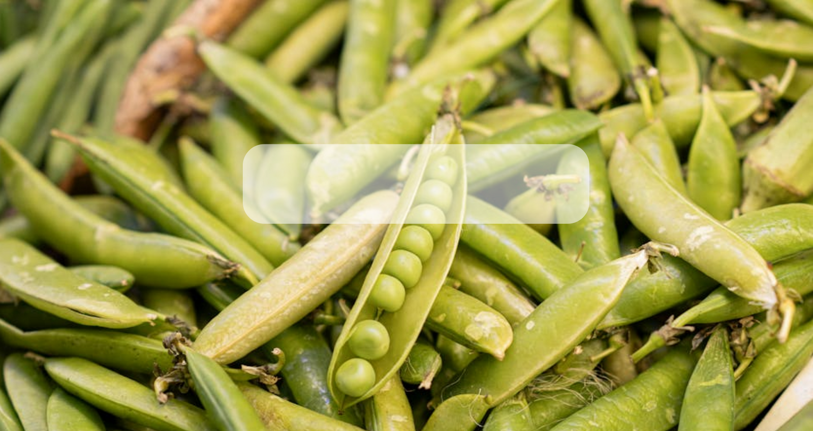 Semillas de Granos y Legumbres Organicas