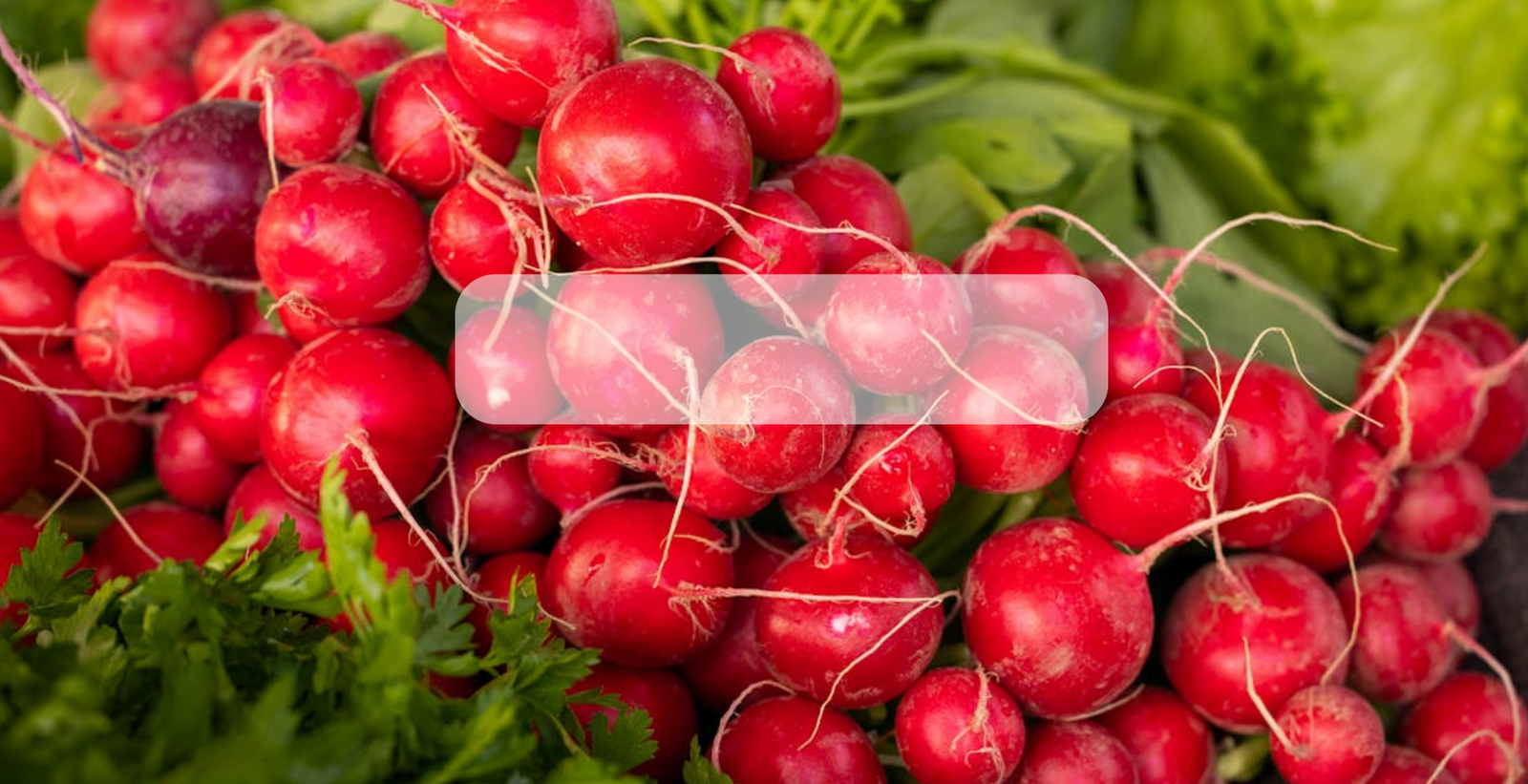 Semillas de Tuberculos Organicos