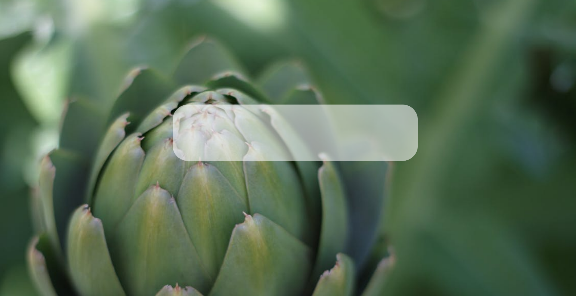 Semilla de alcachofa