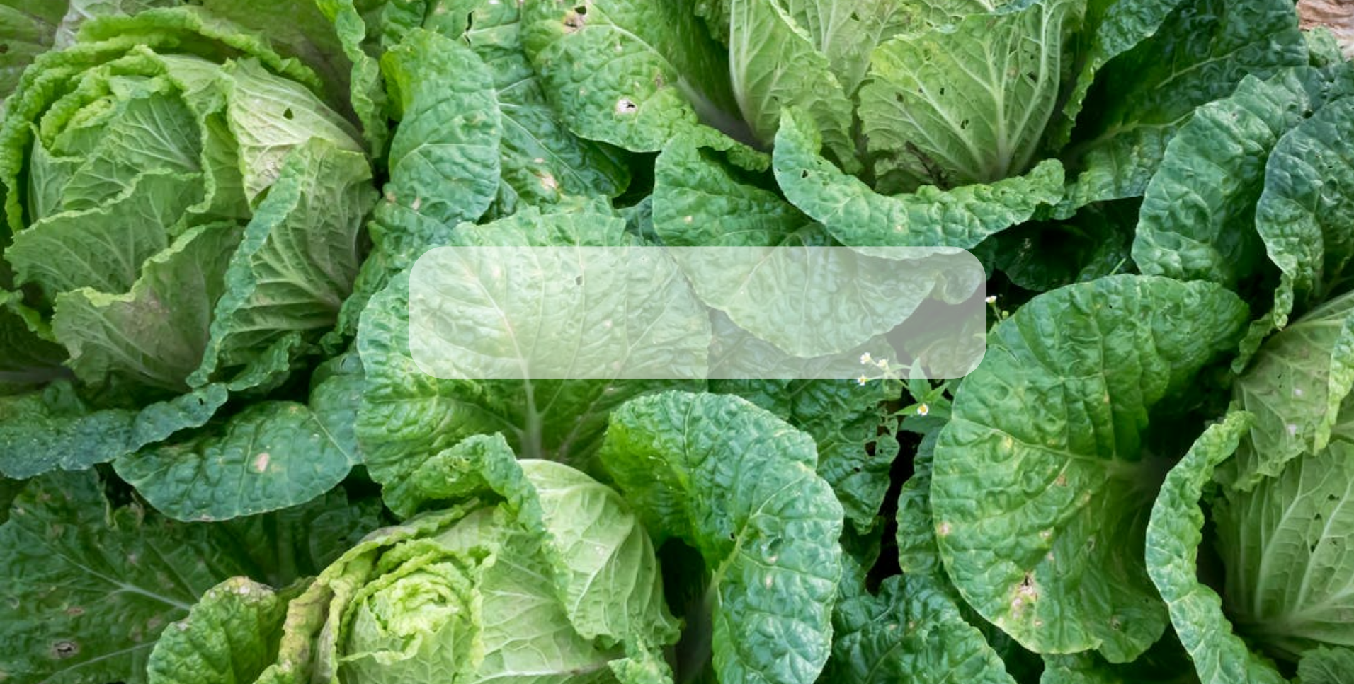 Semilla de col orgánico