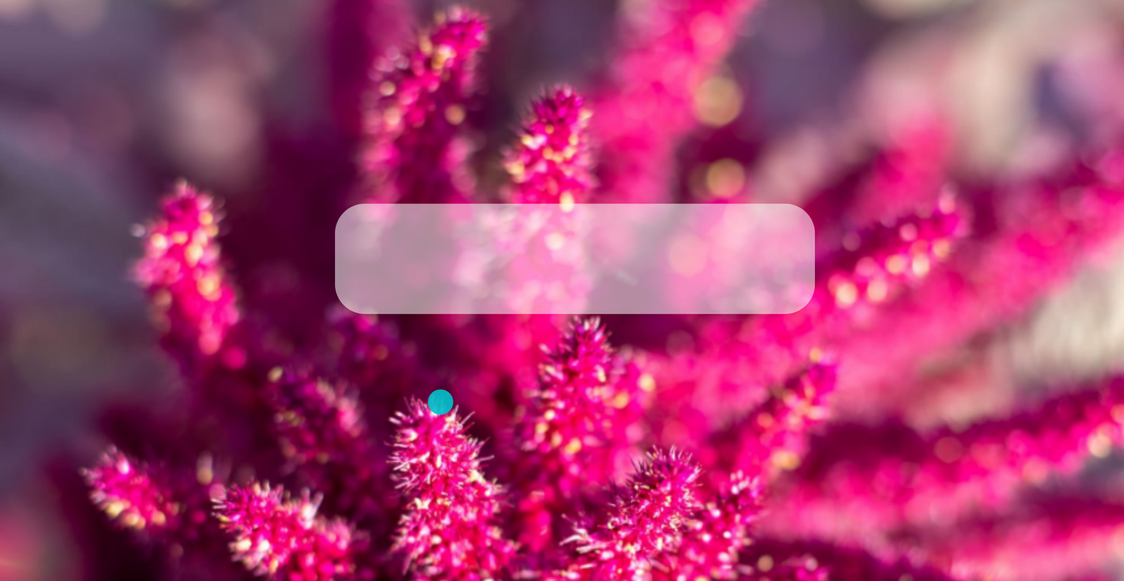 Semillas de Amaranto