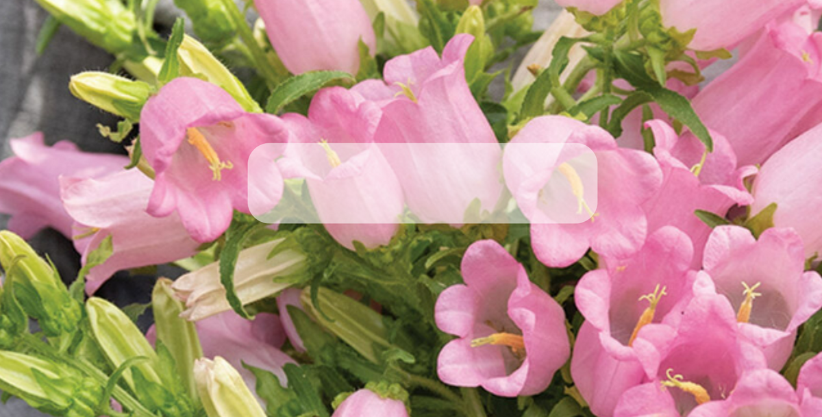 Semillas de Campanilla