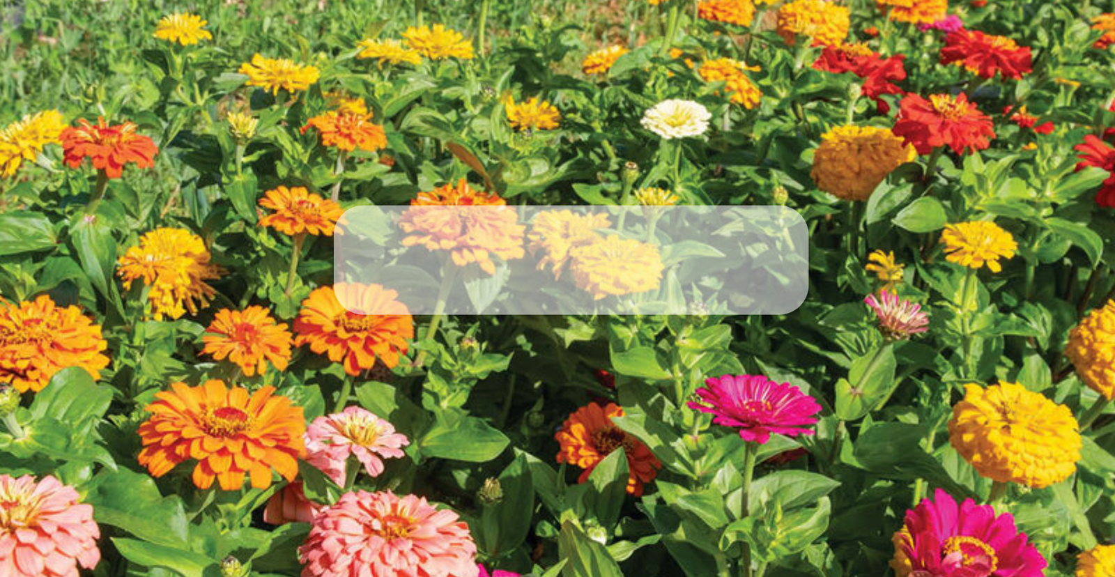 Semilla de Zinnia Orgánica