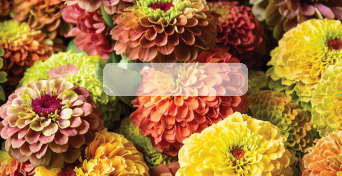 Semilla de Zinnia