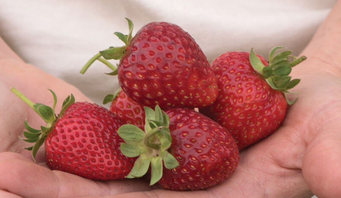 Semillas de Fresa Orgánico