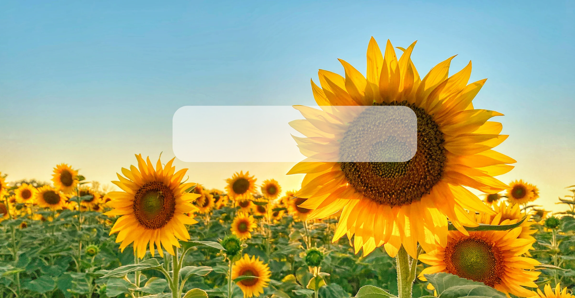 Semillas Girasoles Orgánicos