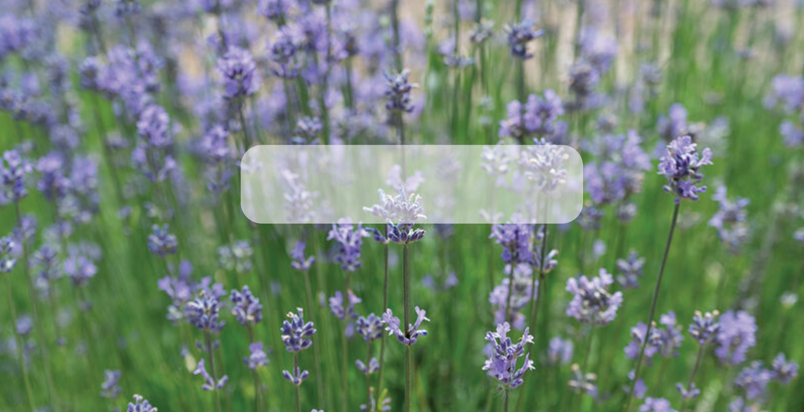 Semilla de Lavanda Orgánica