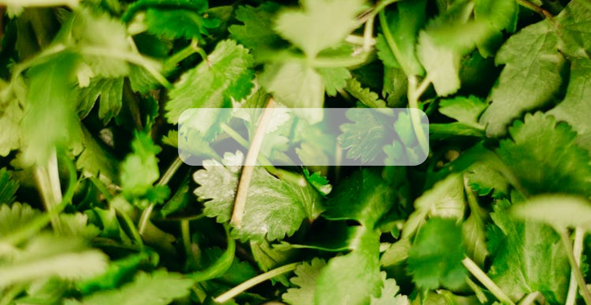 Semillas de Cilantro